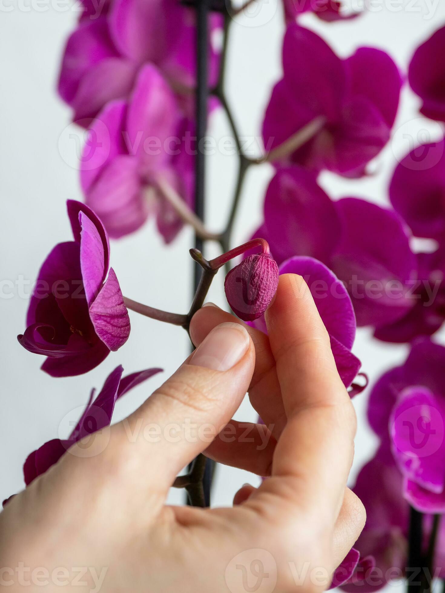 Disease of orchids. Drying and falling of young bud in the orchid. Home