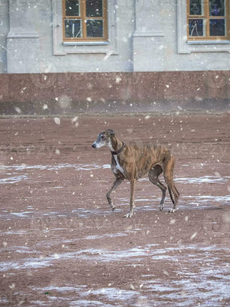 un galgo perro en un caminar en invierno. foto