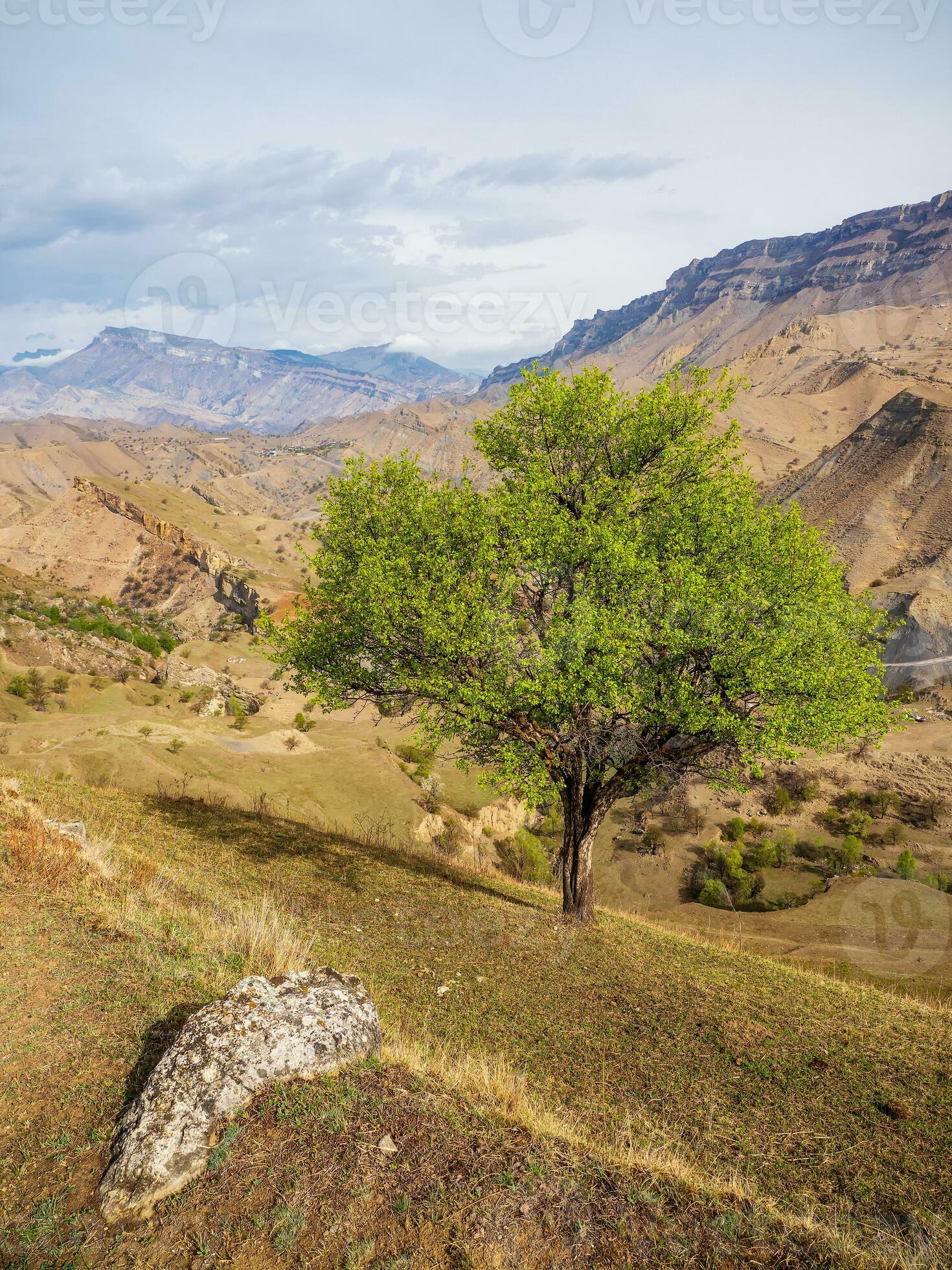 Lonely tree growing on top of the rock. Highaltitude pasture in spring