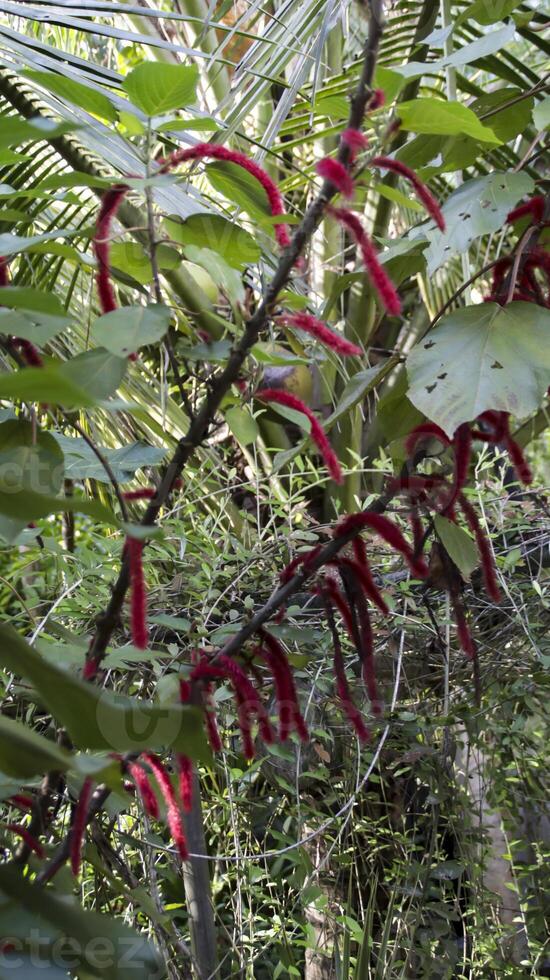 Acalypha hispida plant, also known as the Chenille plant or Red Hot Cat's Tail. Highlight its unique characteristics, such as the long, fuzzy, red flowers that resemble a fluffy tail. photo