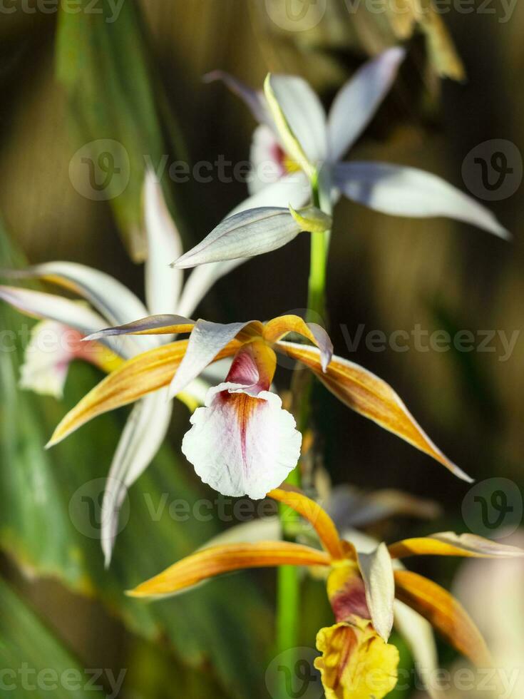 Rare ornamental Orchid. Bright festival flower of small orange orchid, a member of Orchid family Orchidaceae. photo