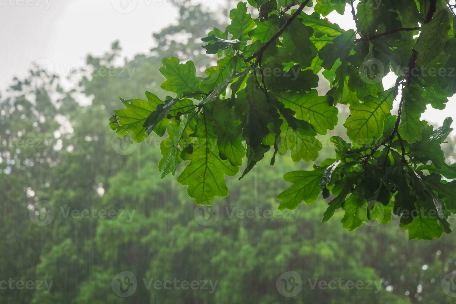 Oak branch in the rain photo