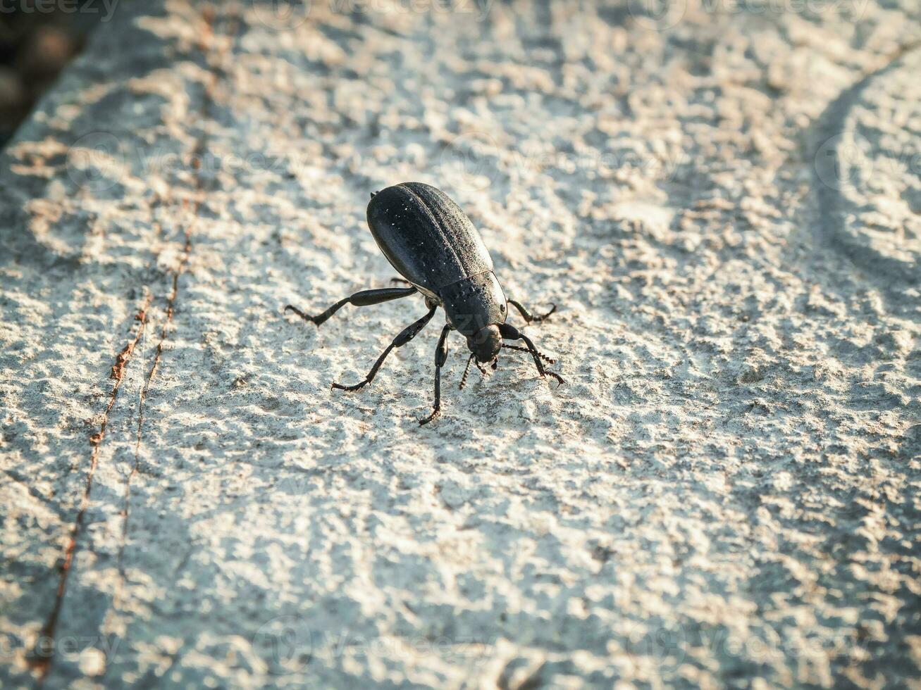 un grande negro escarabajo en un pedazo de blanco Roca temprano Mañana. foto