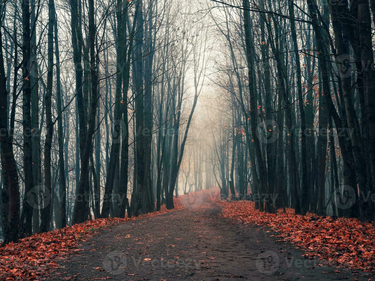 Empty misty autumn alley in a park with maples in late autumn. Mystical autumn landscape with morning fog and path in the park. photo