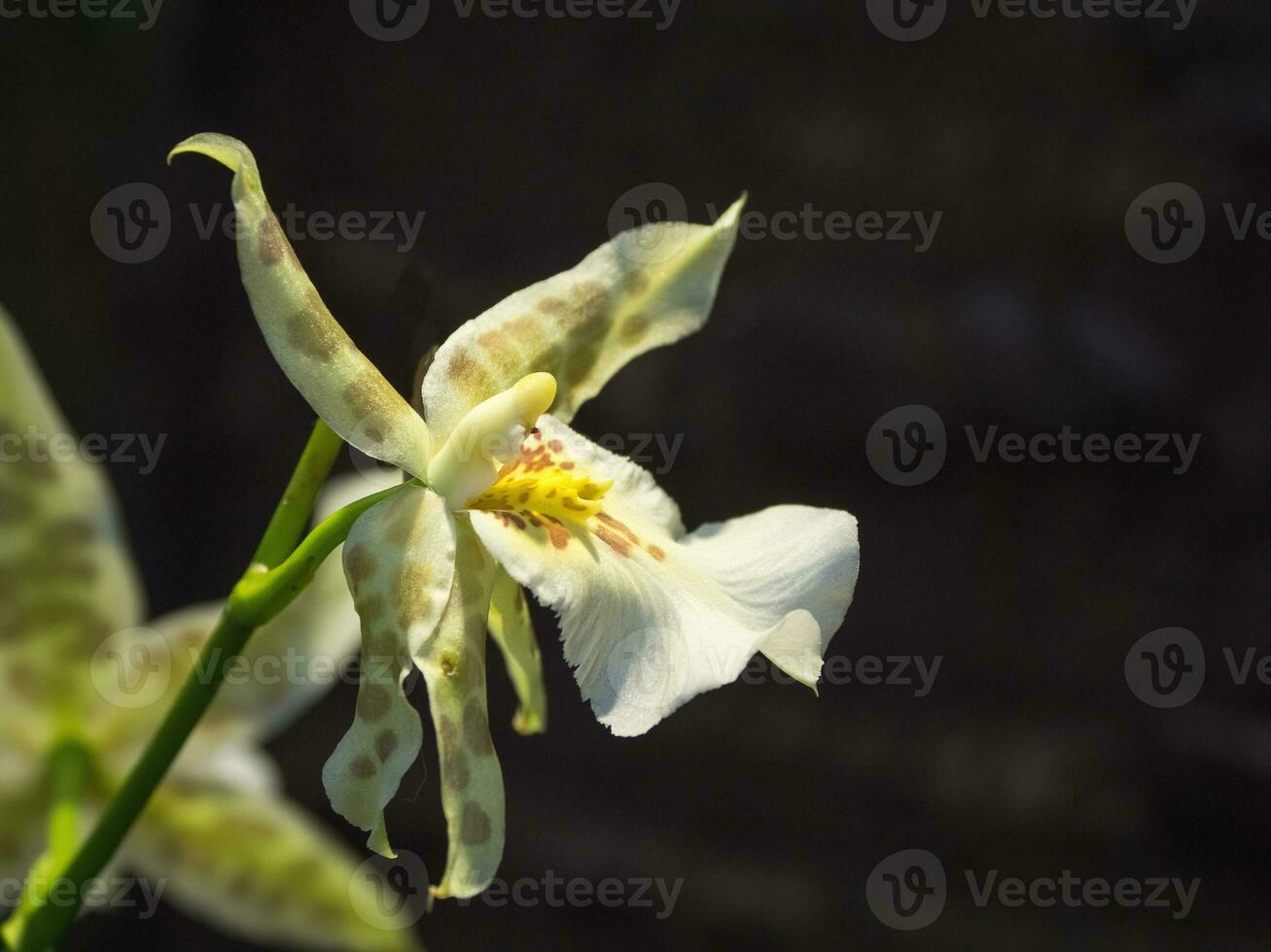 The blossom rare orchids on black background. Breeding of orchids photo