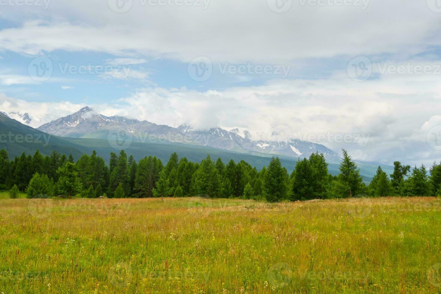 Summer cedar green forest in front of the foggy mountains. Mountain alpine woodland. Atmospheric green forest landscape. photo