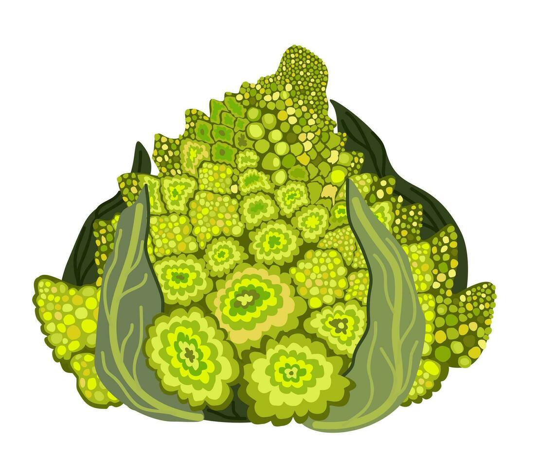 Green romanesco cauliflower with leaves. vector