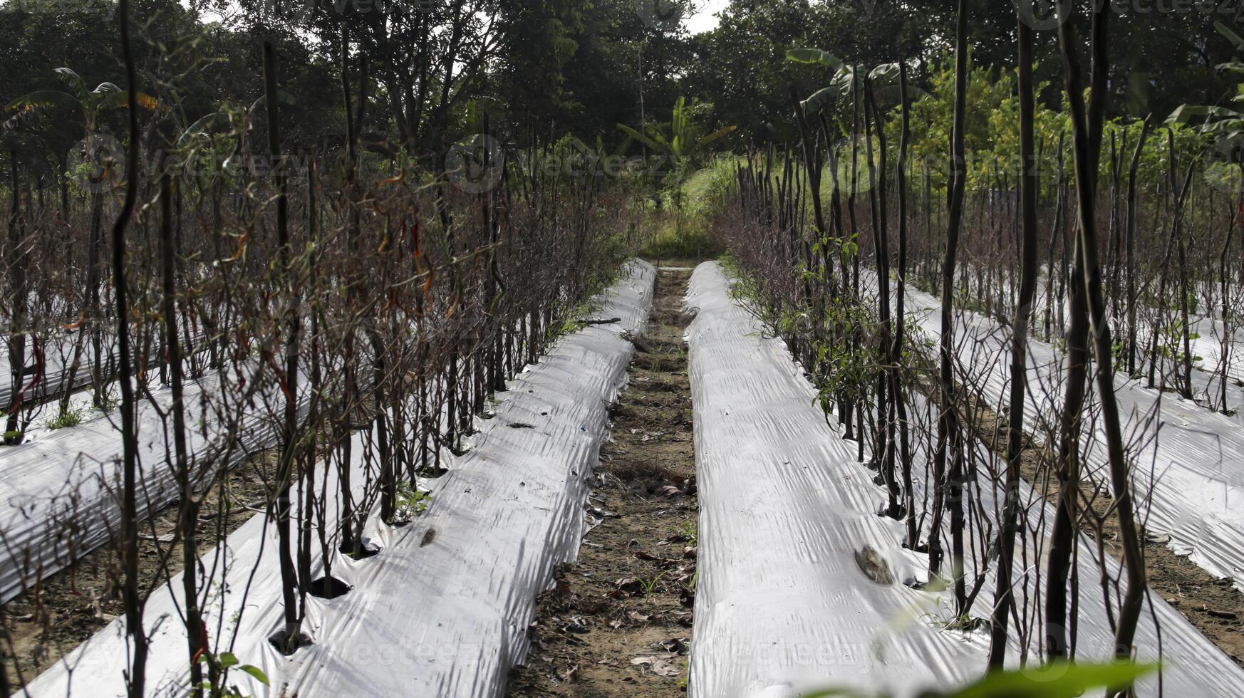 madurado chile plantaciones señalización el hora para replantar capturas el esencia de un exitoso cosecha ciclo, Listo para el siguiente fase de crecimiento y cultivo. foto