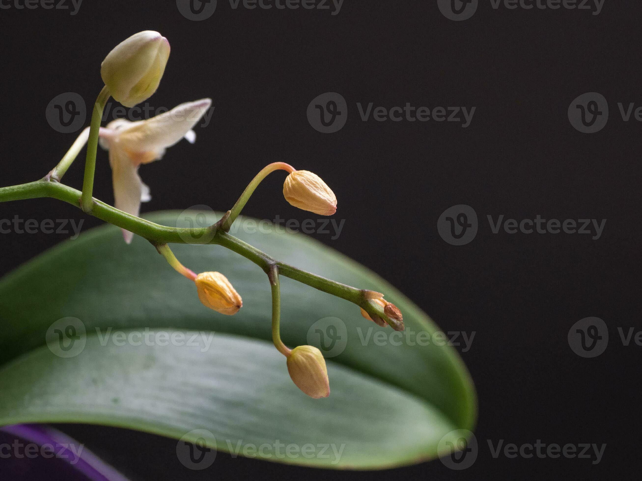 Disease of orchids. Drying and falling of young buds in the Orchid