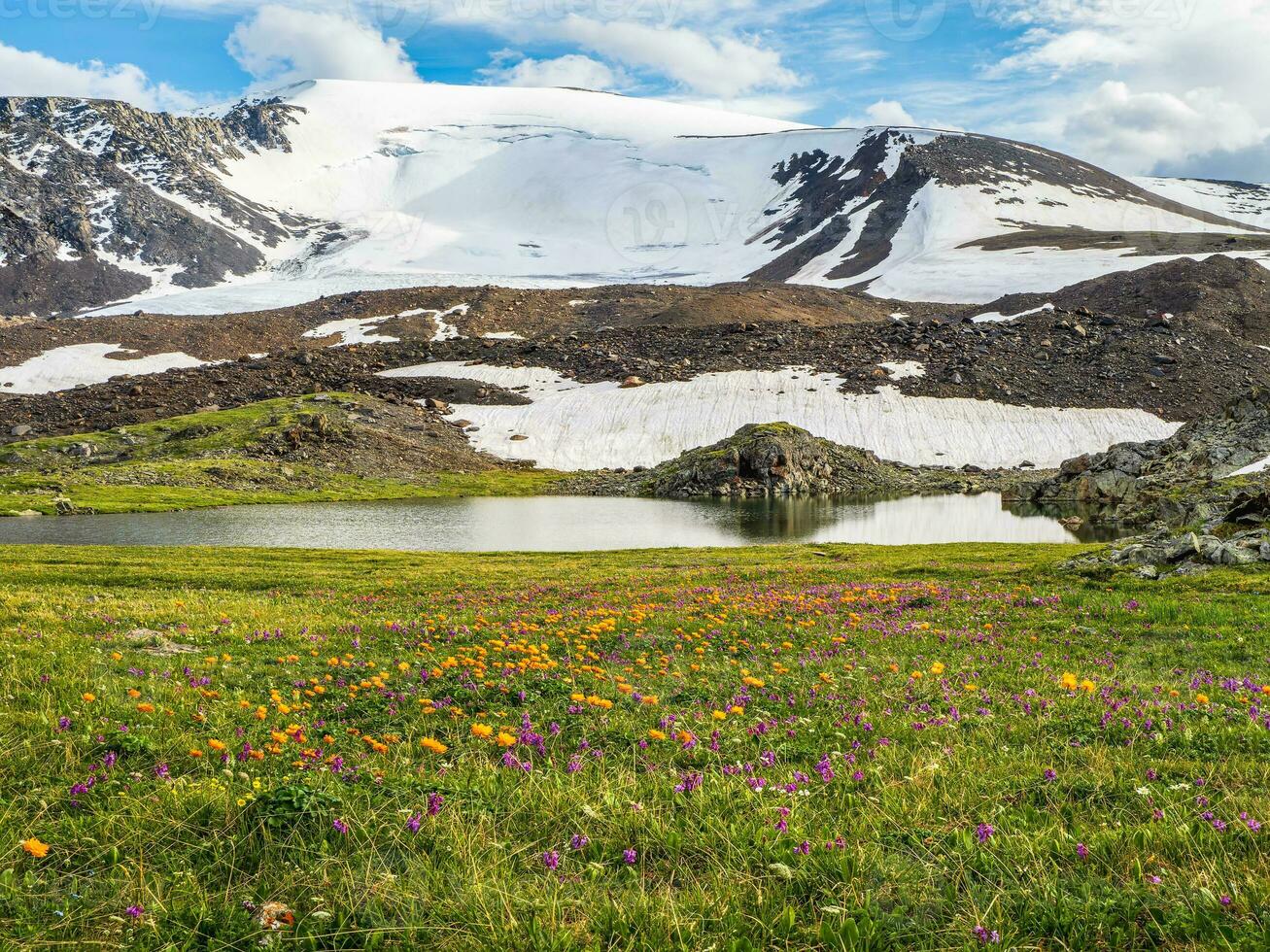 Trollblume in spring Globeflower in front of the white glacier. Blooming alpine meadow. Clear mountain stream flows through a green high-altitude plateau.  Mountain summer landscape with a river. photo