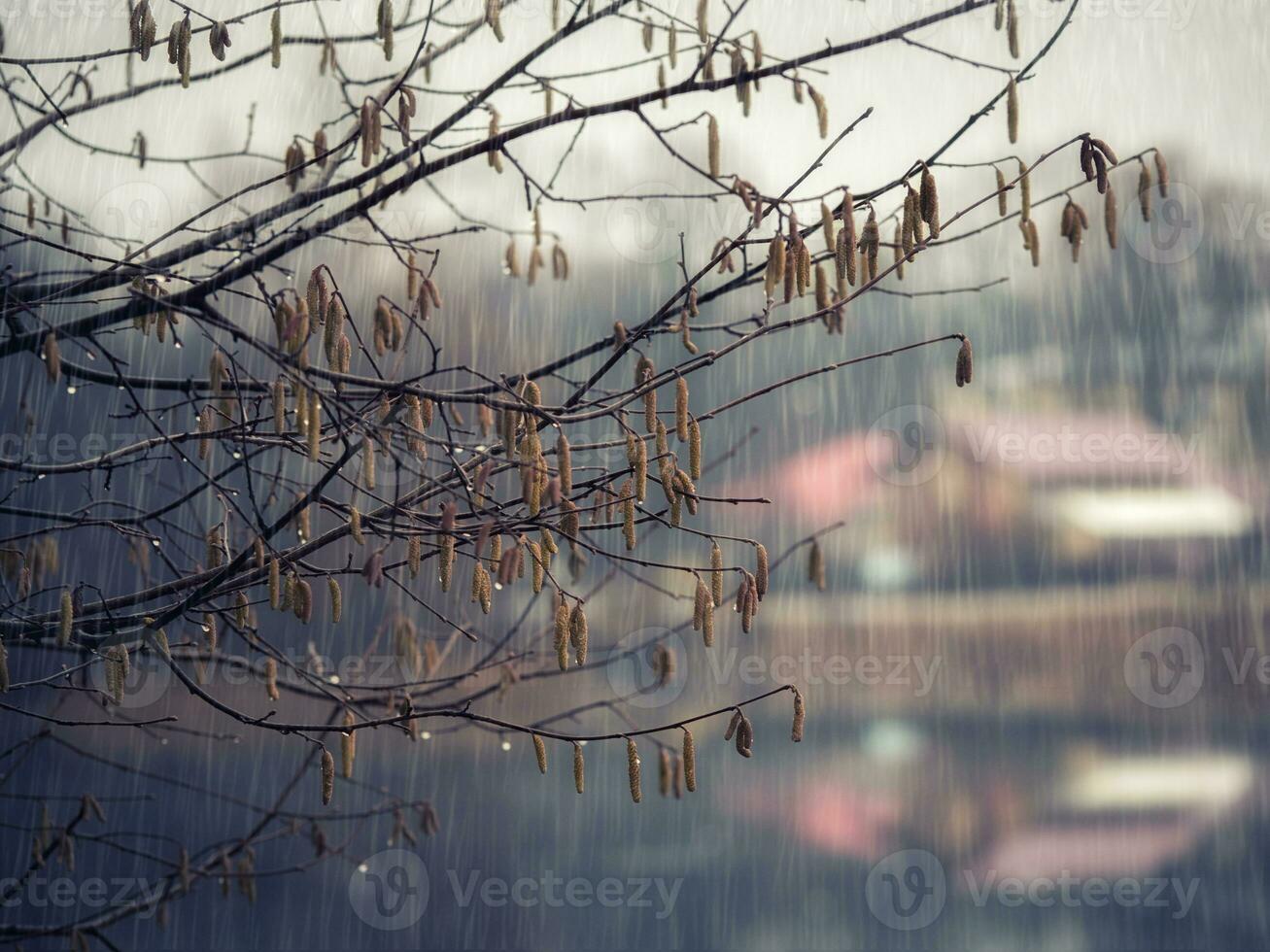 Tree branch in the rain. Natural abstract background. photo