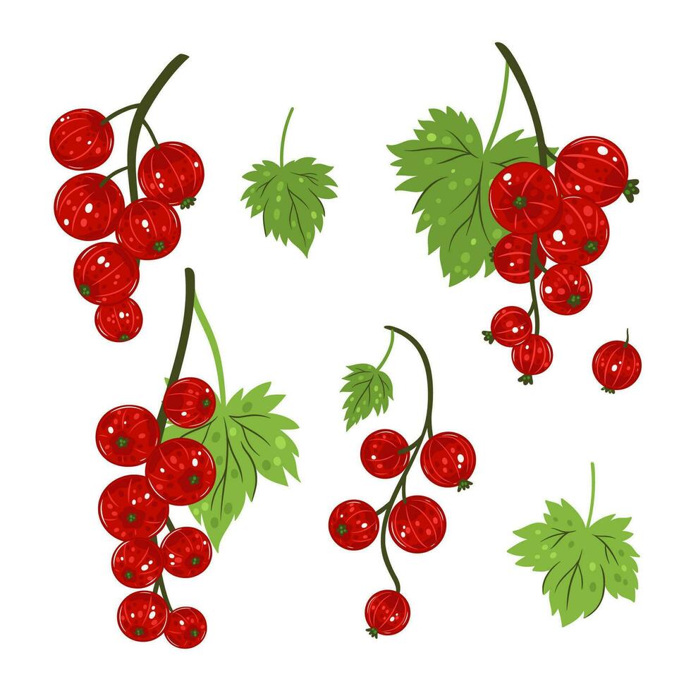 Set of sprigs of red currant isolated on white background. Vector graphics.