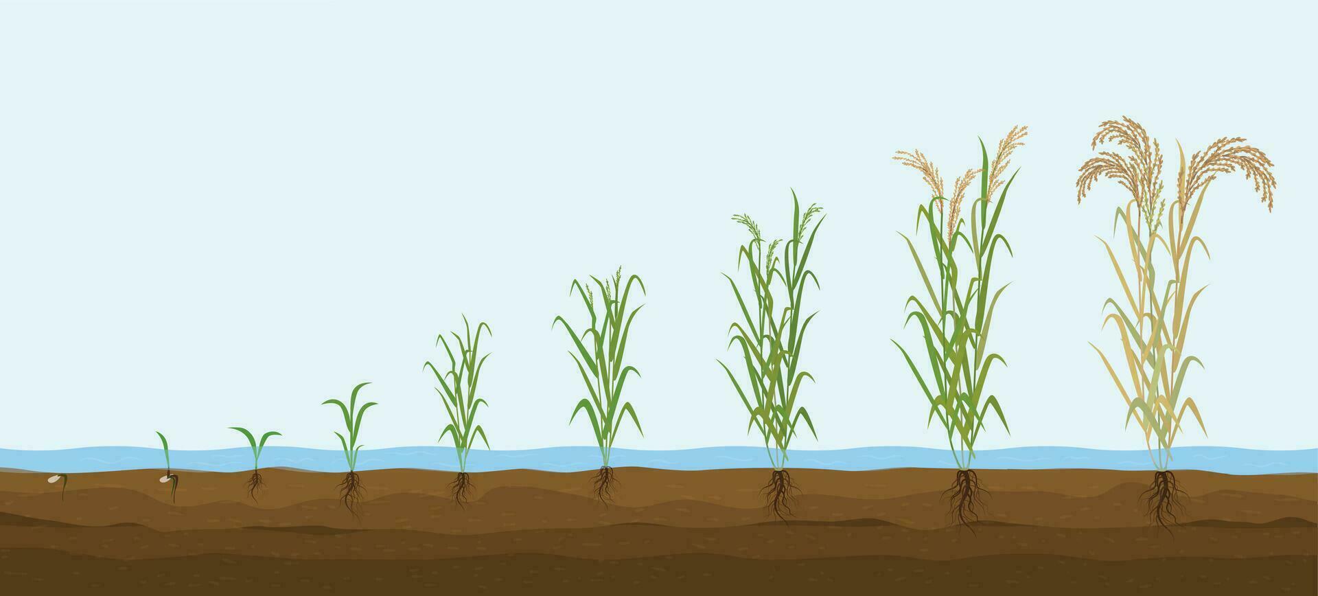 Rice Plant Growth Composition vector