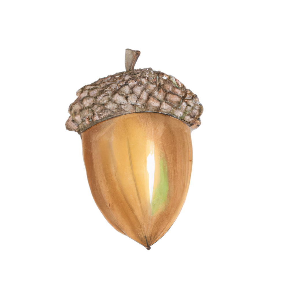 acorns isolated on white png