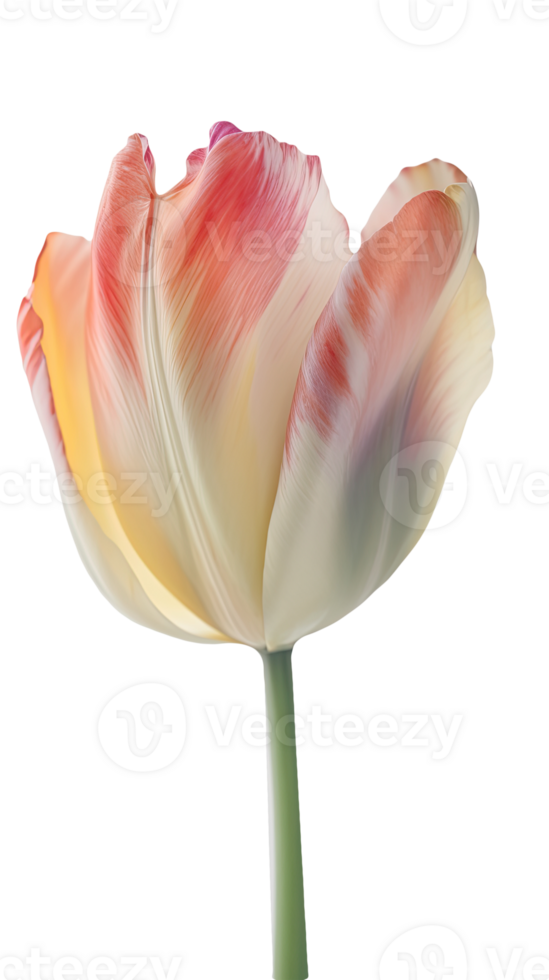 Beautiful Multicolor Tulip Flower on Background. . png
