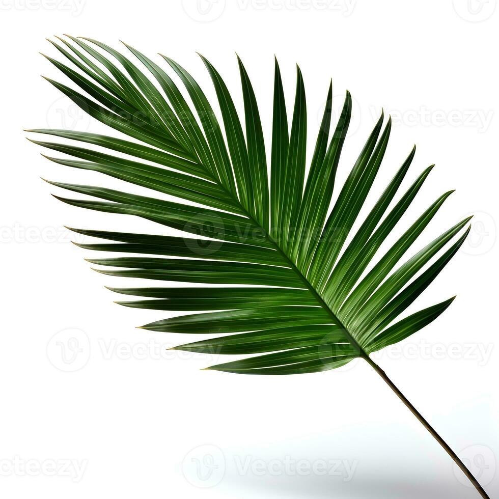 decorative Green palm leaf isolated on white, generative ai generated photo