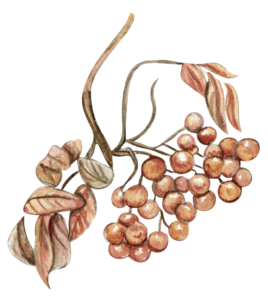 Autumn illustration of a red rowan. Hand drawn illustration of autumn. png