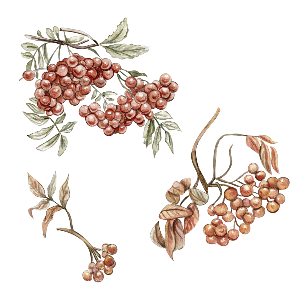 Autumn illustration of a red rowan. Hand drawn illustration of autumn. png
