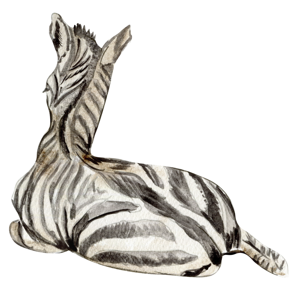 Zebra Illustration, Aquarell Hand gezeichnet tropisch Tier . png