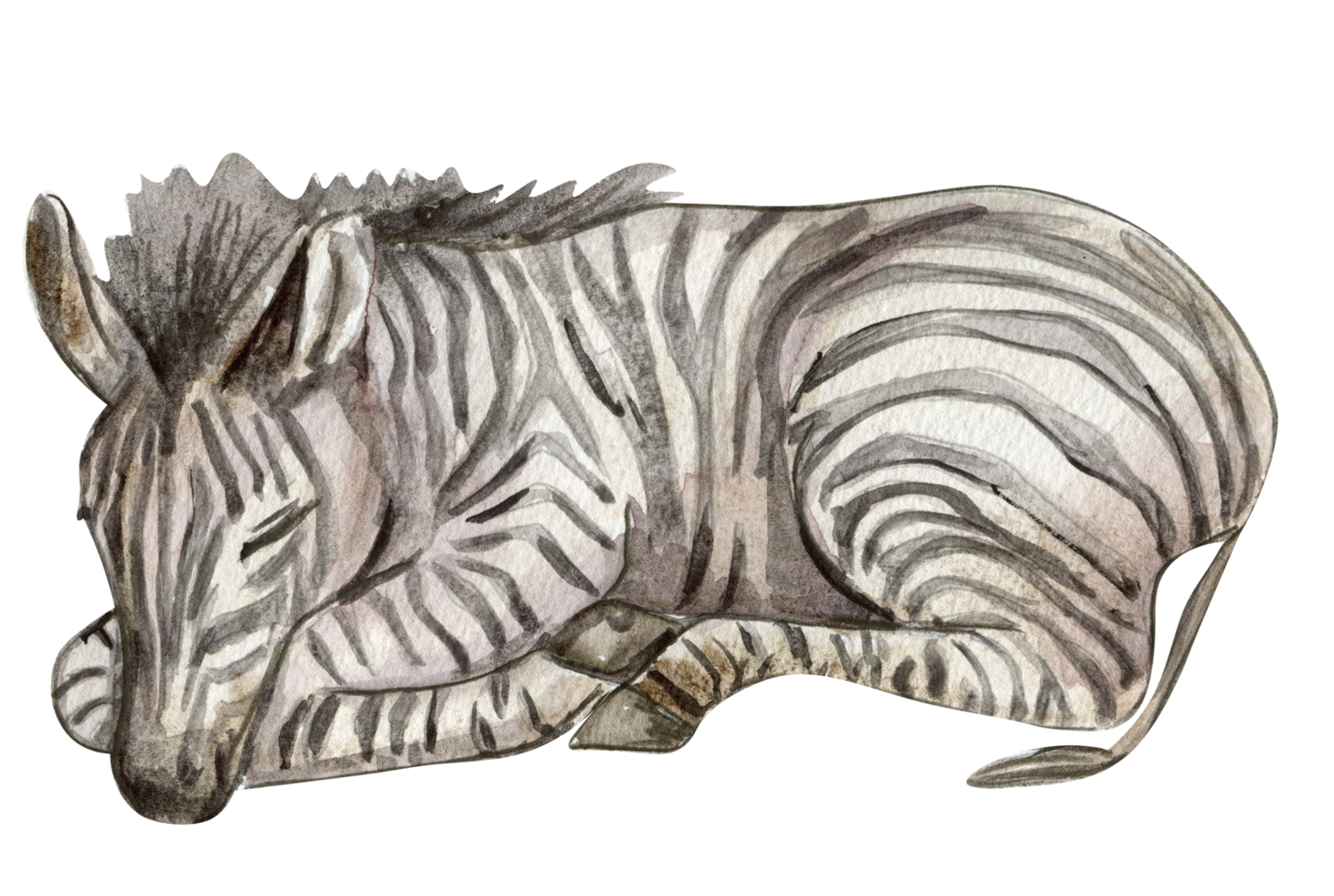 Zebra illustration, Watercolor hand drawn tropical animal . png