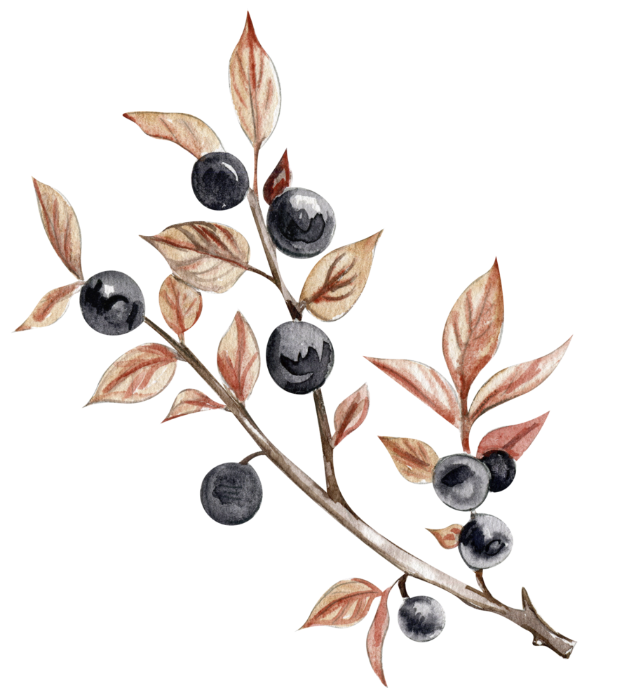 Autumn illustration of a blueberry. Hand drawn illustration of autumn. png