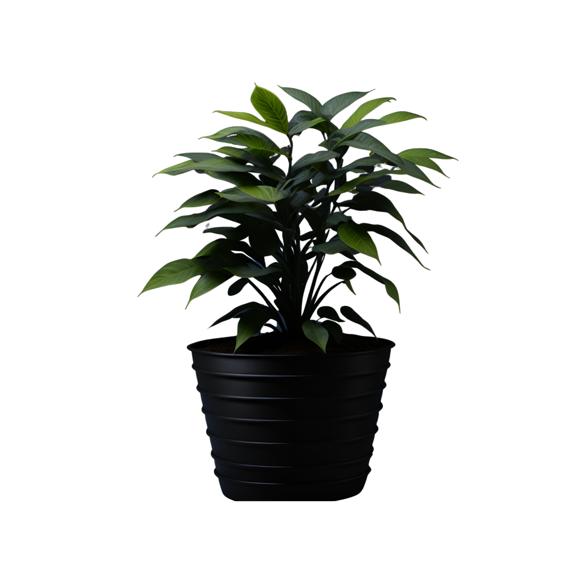 Potted plant isolated, potted plant on transparent background