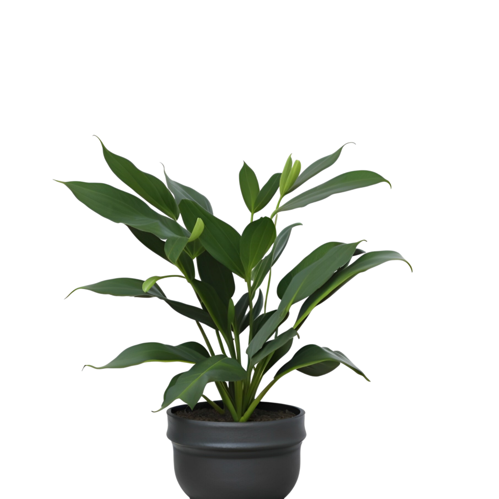 Potted plant isolated, potted plant on transparent background, Succulent plants , Indoor potted plants, photography potted plant png