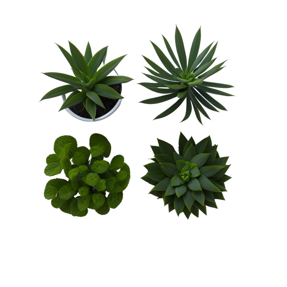 Potted plant top view collection, set of potted plants top view  on transparent background, Succulent plants top view , Indoor potted plants, photography potted plant png