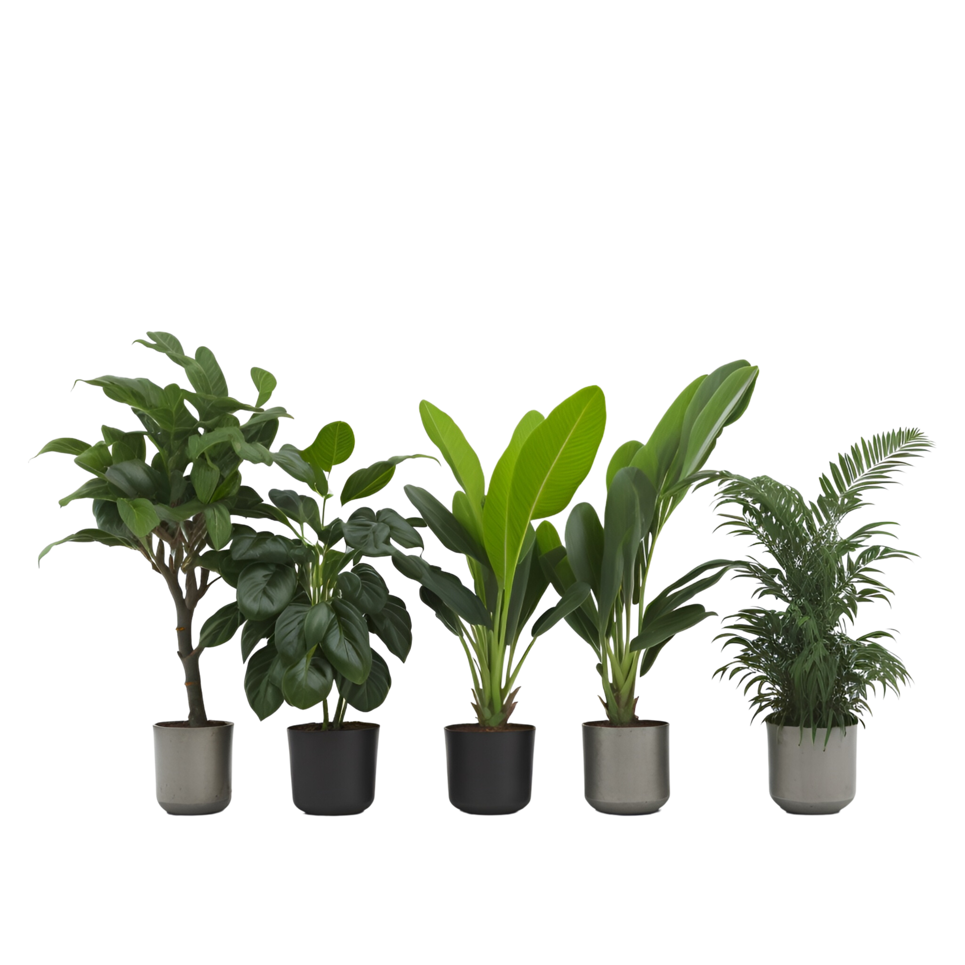 Potted plant isolated collection, set of potted plants on transparent
