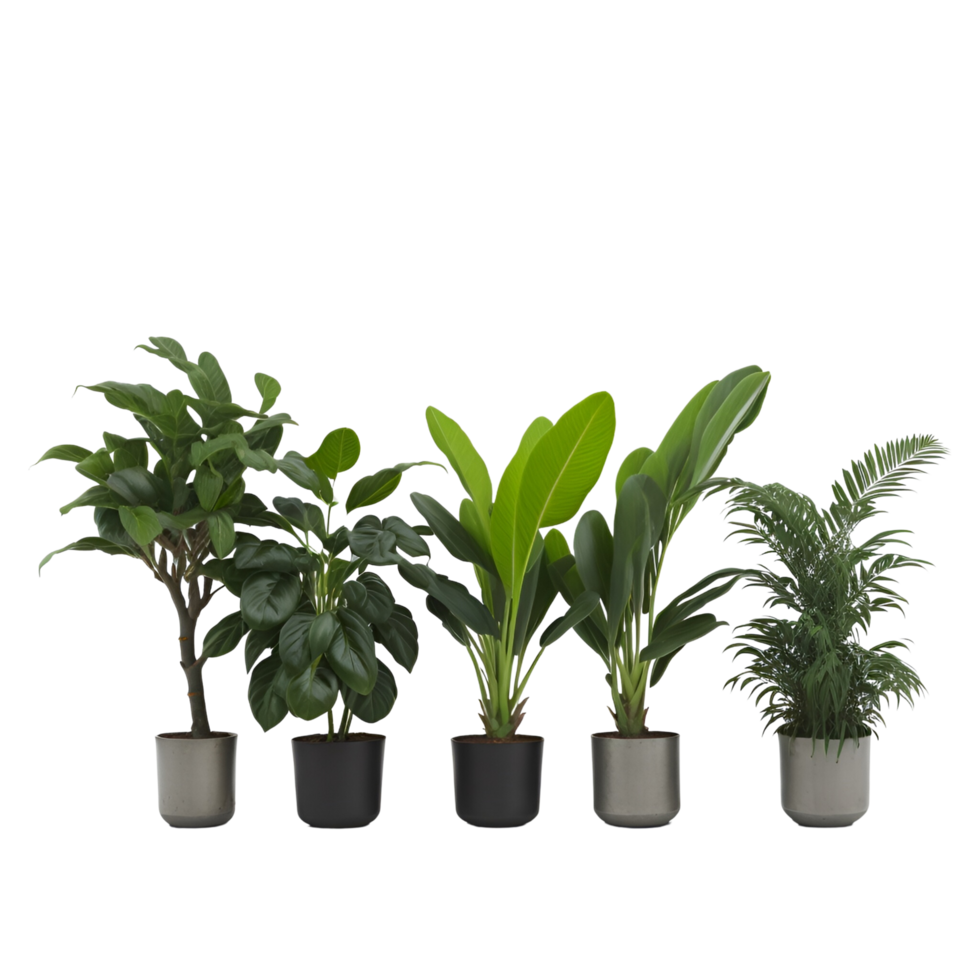 Potted plant isolated collection, set of potted plants on transparent background, Succulent plants, Indoor potted plants,  photography potted plant png