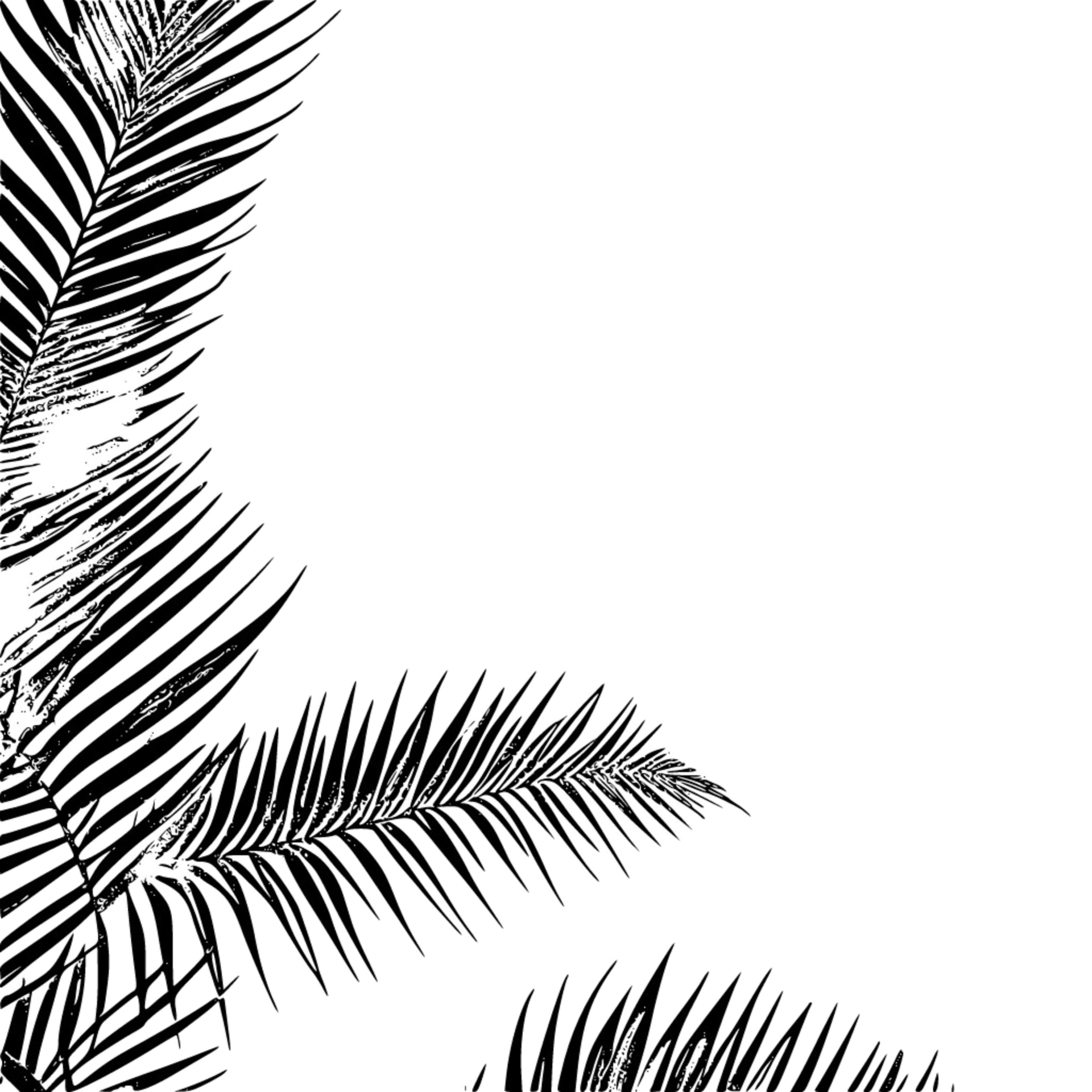 palm-leaves-black-outline-border-with-transparent-background-palm-tree