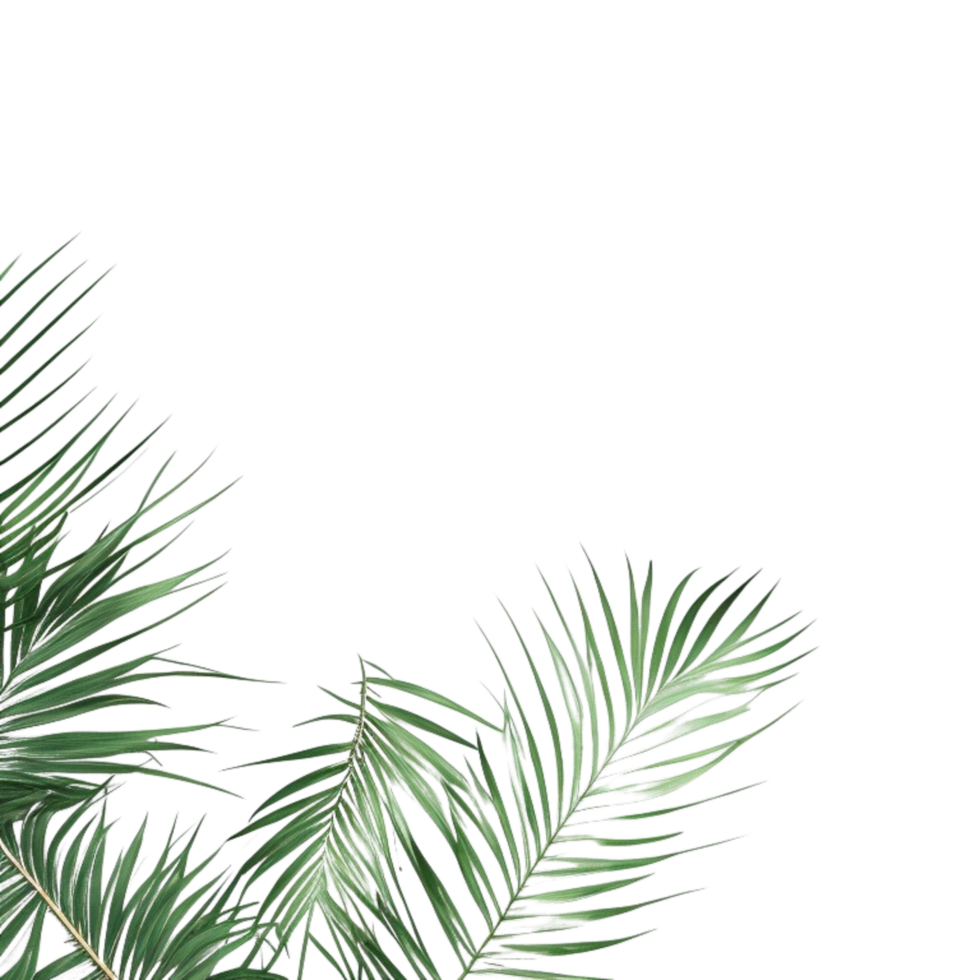 palm bladeren achtergrond, palm bladeren grens, groen bladeren achtergrond, groen achtergrond, groen bladeren grens, groen blad grens Aan transparant achtergrond png