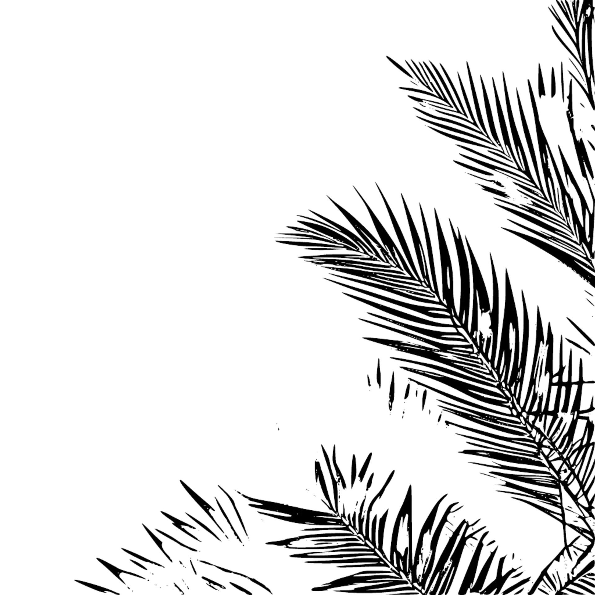 palm-leaves-black-outline-border-with-transparent-background-palm-tree