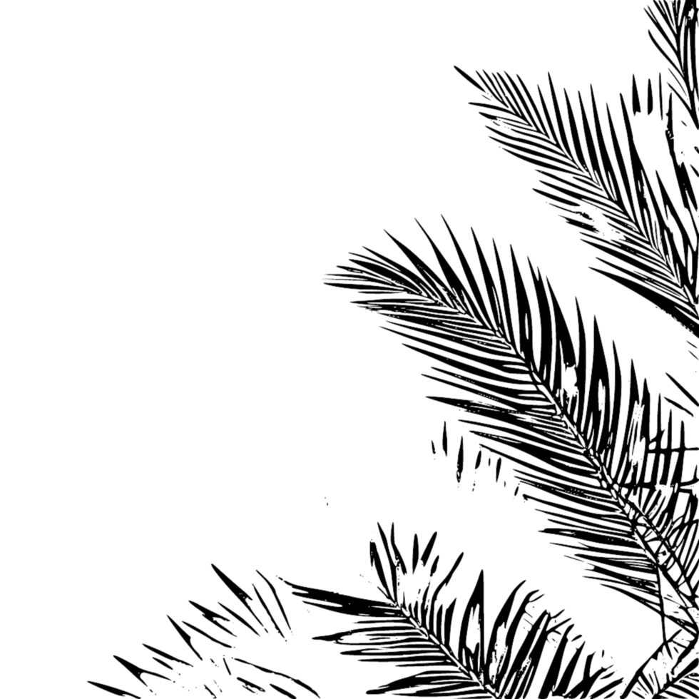 Palm leaves black outline border with transparent  background, palm tree leaves, palm leaves  silhouette, palm leaves sketch outline png