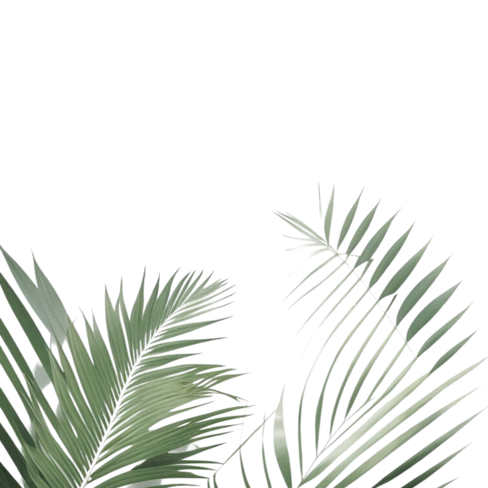 palm leaves background, palm leaves border, green leaves background, green background, green leaves border, green leaf border on transparent background png