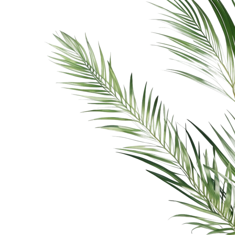 palm leaves background, palm leaves border, green leaves background, green background, green leaves border, green leaf border on transparent background png