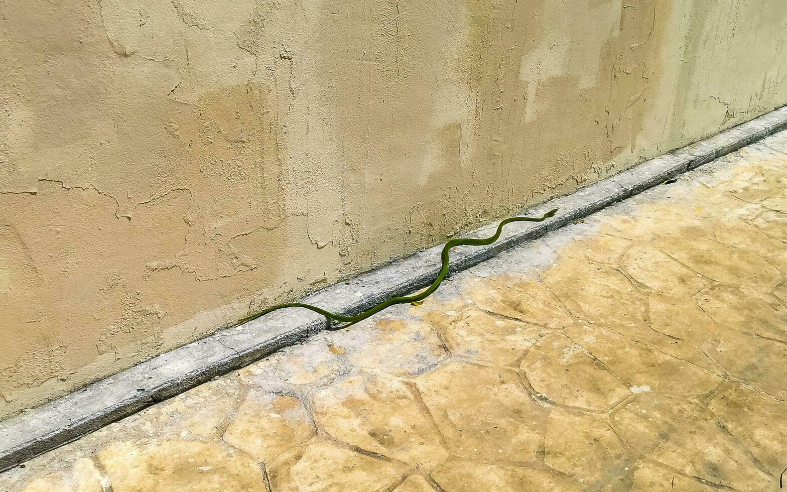 Green poisonous snake reptile crawls on the ground in Mexico. photo