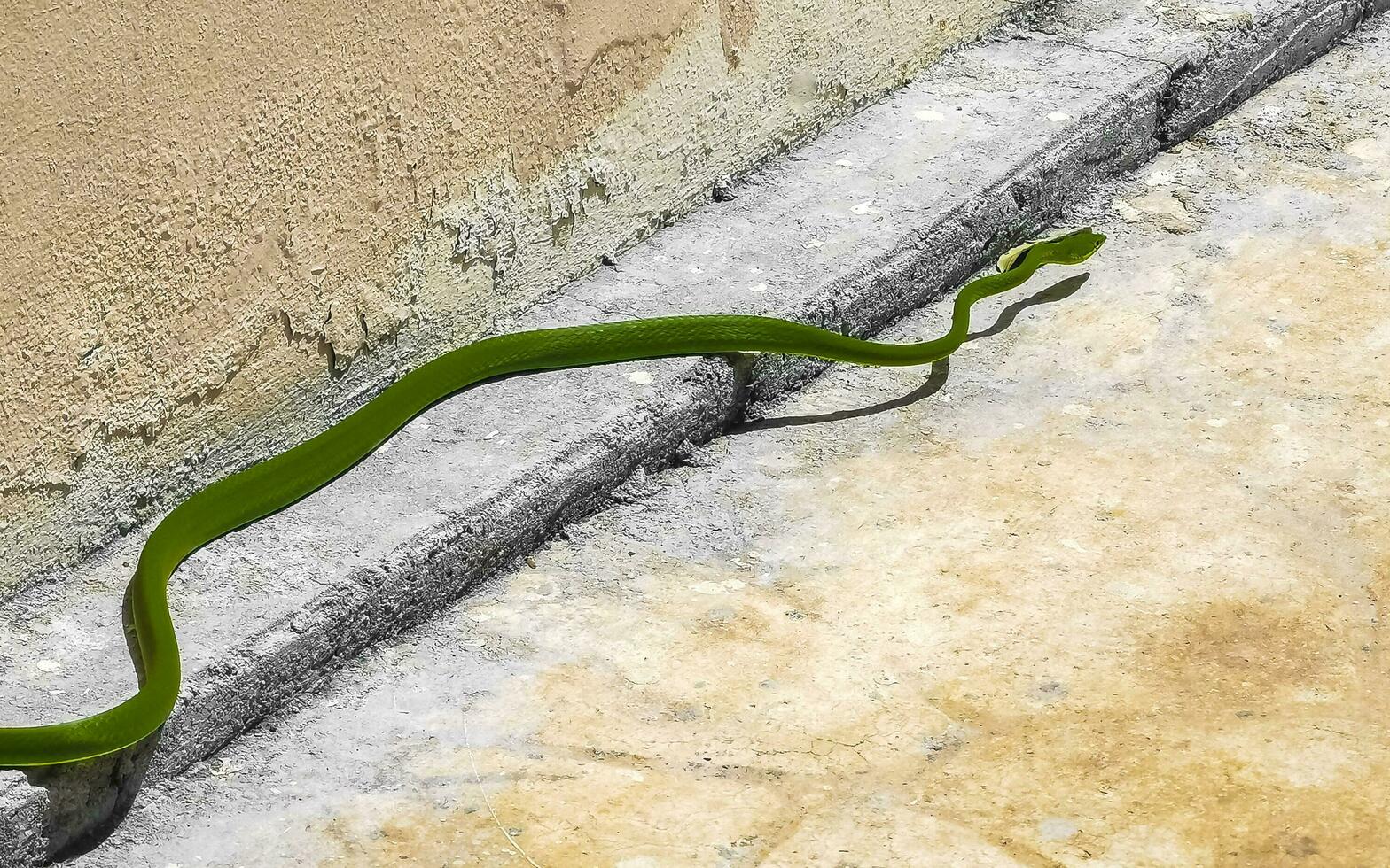 Green poisonous snake reptile crawls on the ground in Mexico. photo