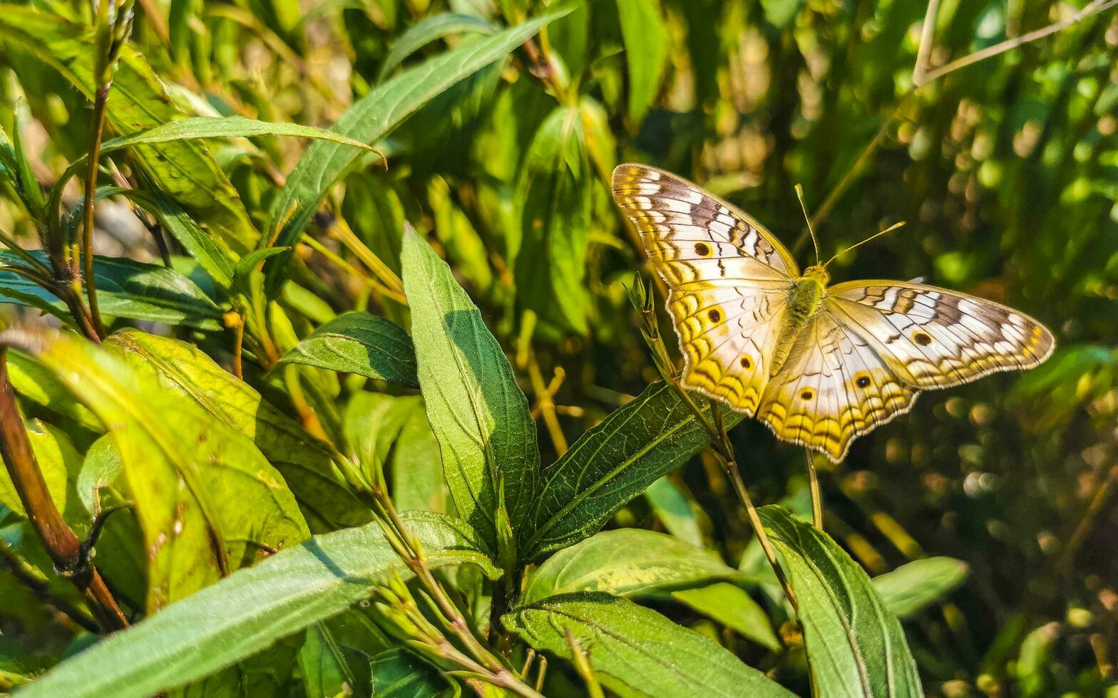 Tropical butterfly on flower plant in forest and nature Mexico. photo