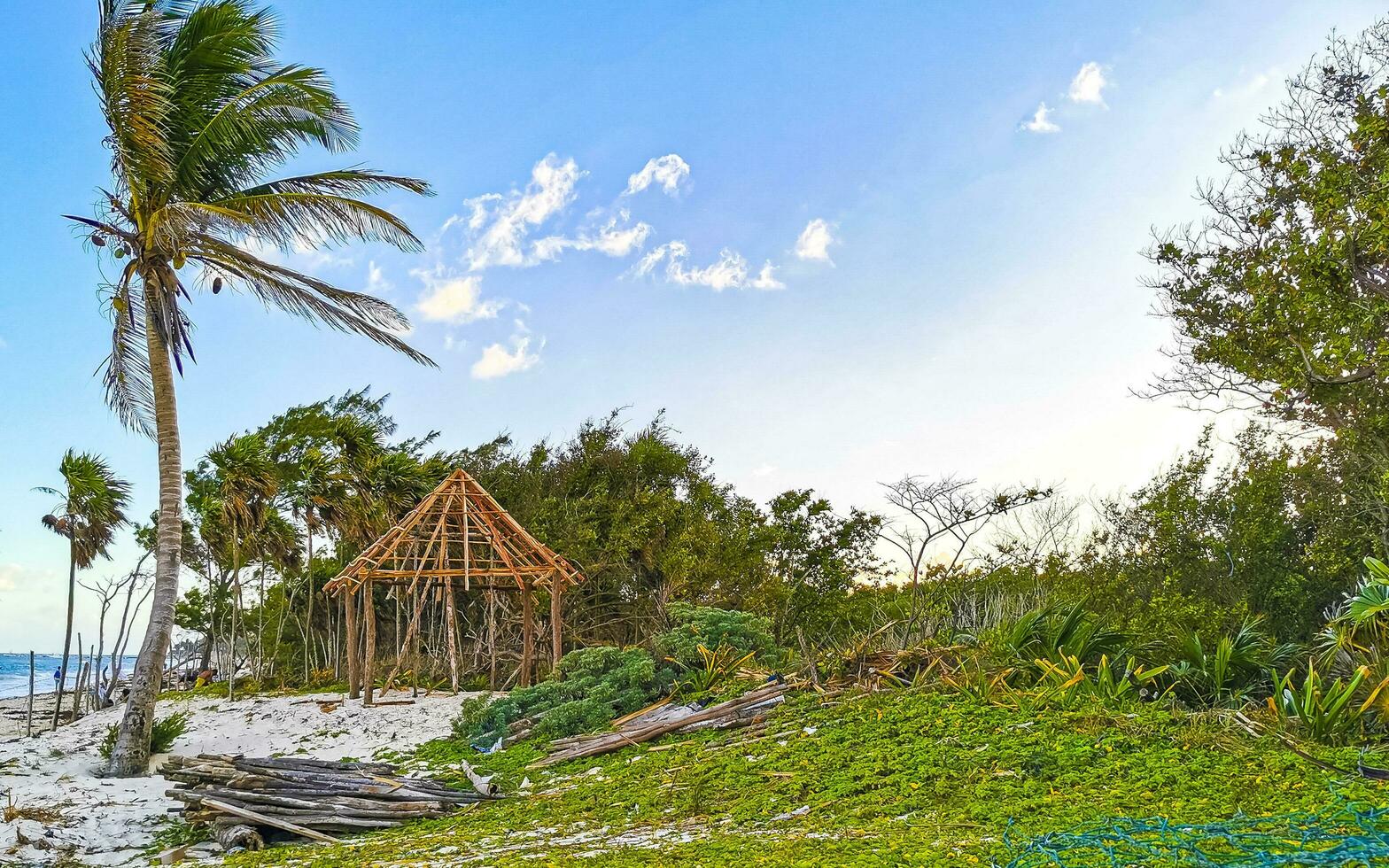 Caribbean beach fir palm trees in jungle forest nature Mexico. photo
