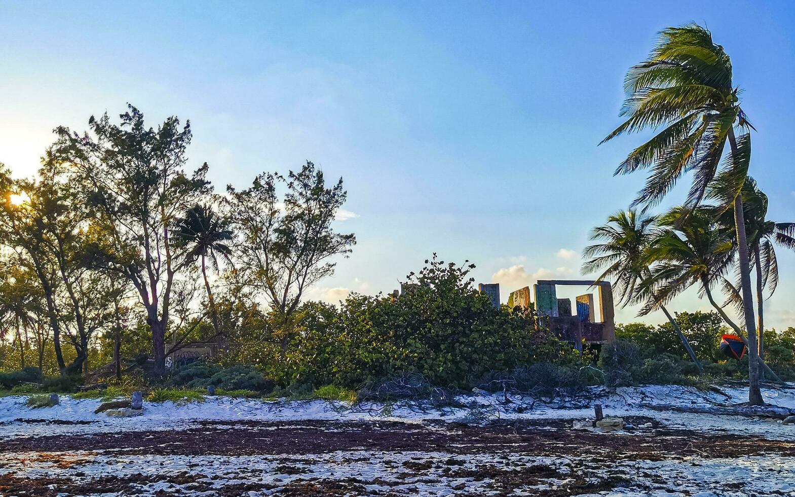 Caribbean beach fir palm trees in jungle forest nature Mexico. photo