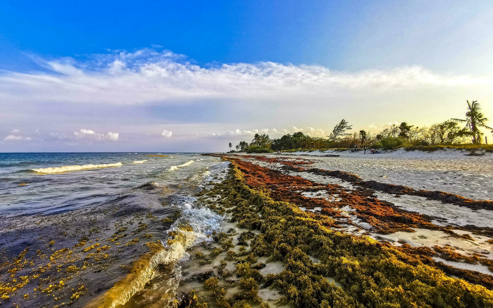 Caribbean beach sunset totally filthy dirty nasty seaweed problem Mexico. photo