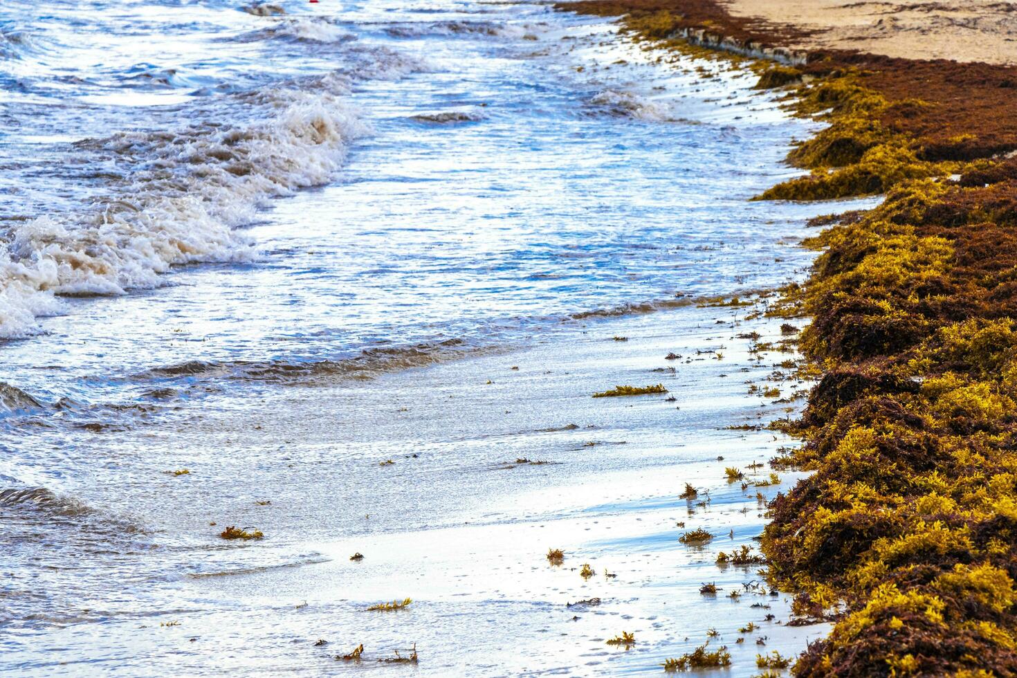 Beautiful Caribbean beach totally filthy dirty nasty seaweed problem Mexico. photo