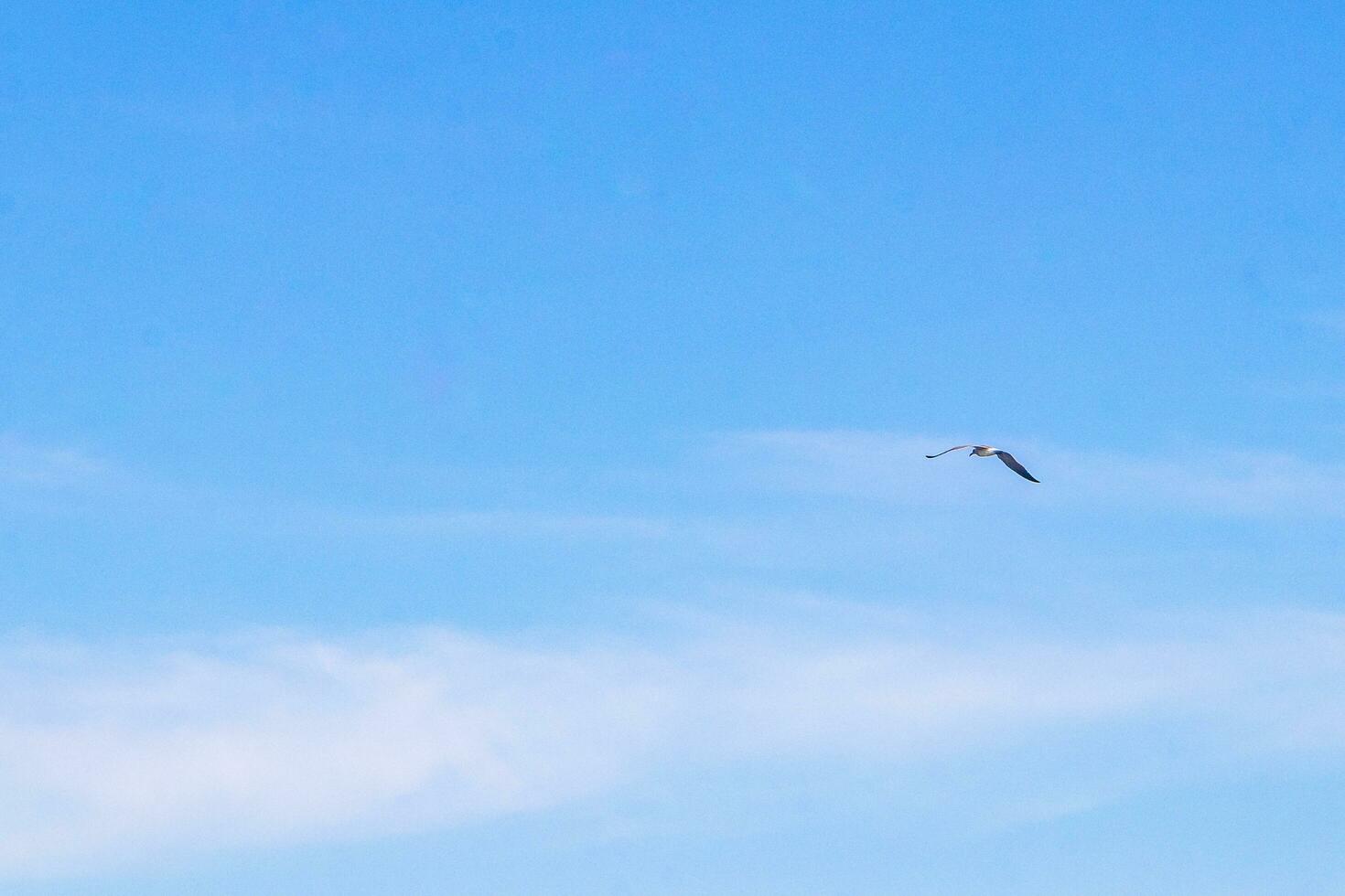 Flying seagull bird with blue sky background clouds in Mexico. photo