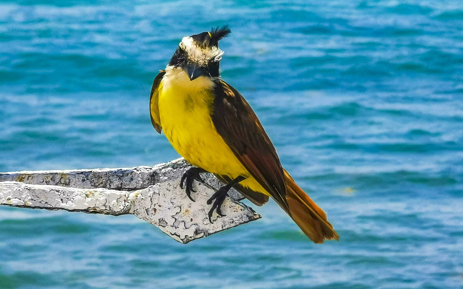 Great kiskadee sitting on metal railing at tropical Caribbean sea. photo