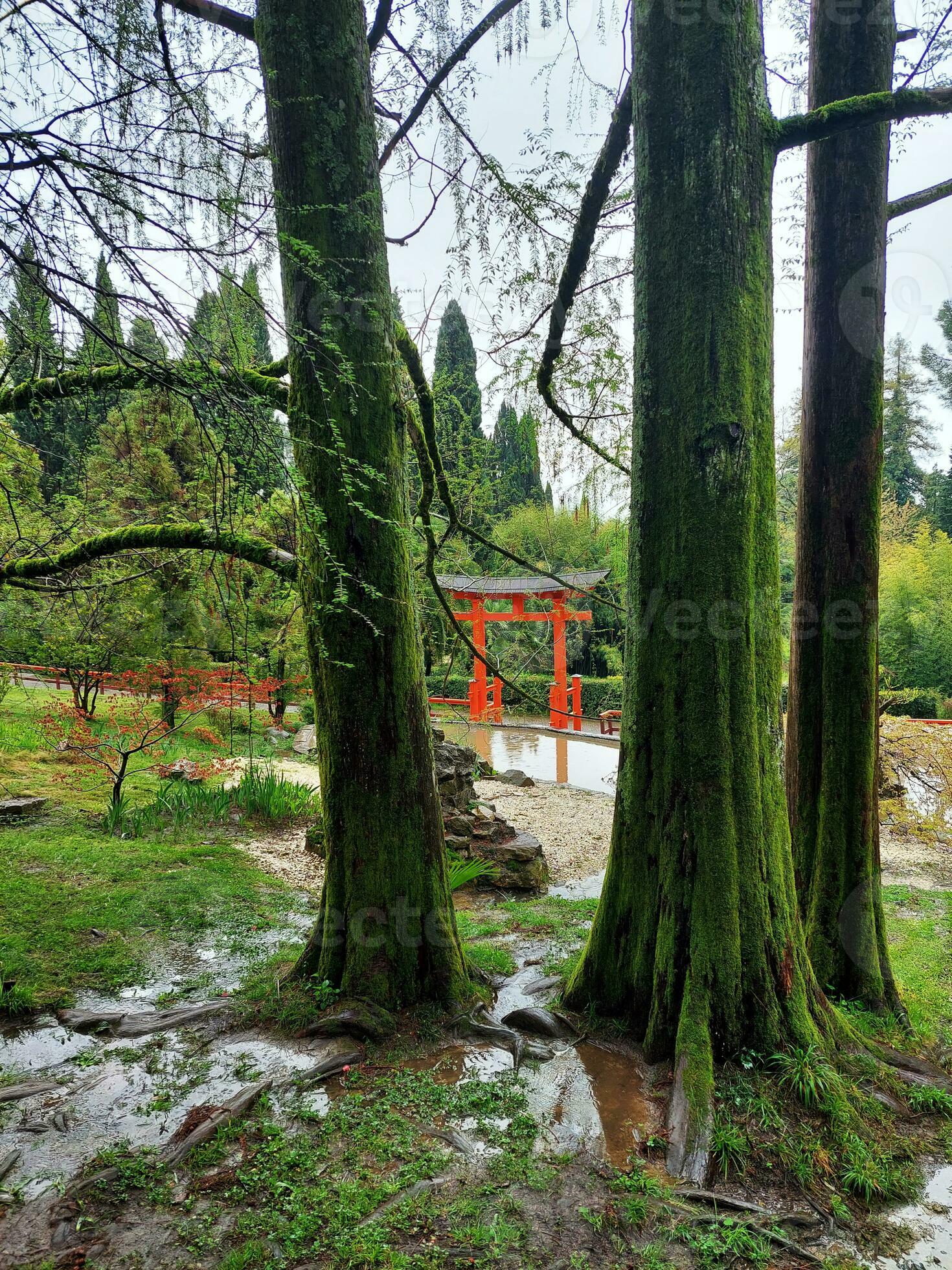 Old trunks trees, covered with moss in the Japanese garden of the