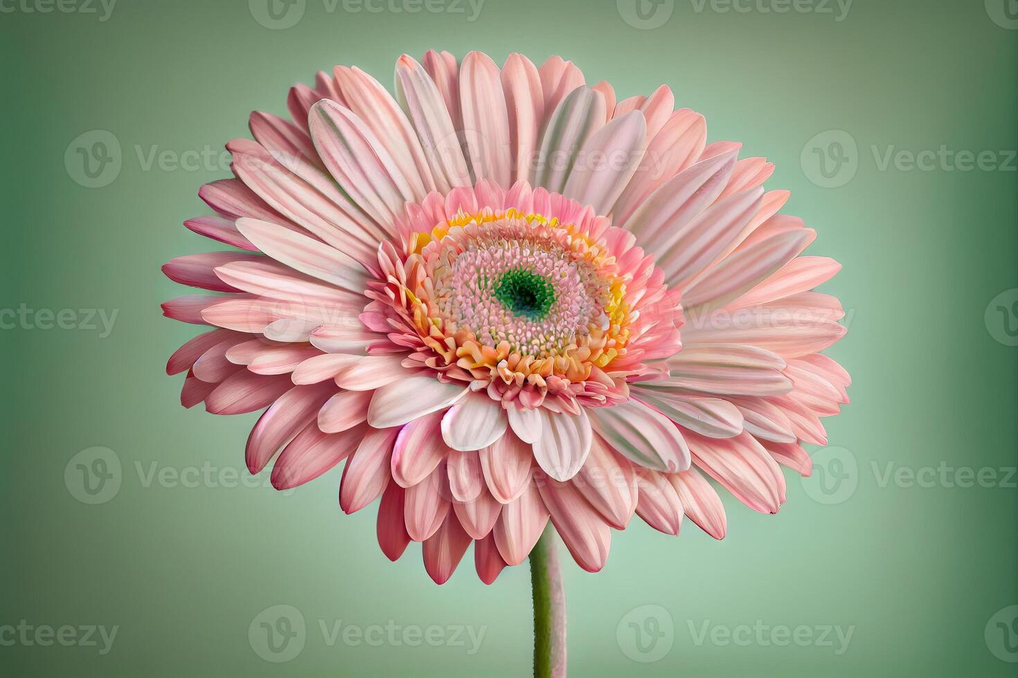 Soft Pink Gerbera Daisy on Pastel Background - photo