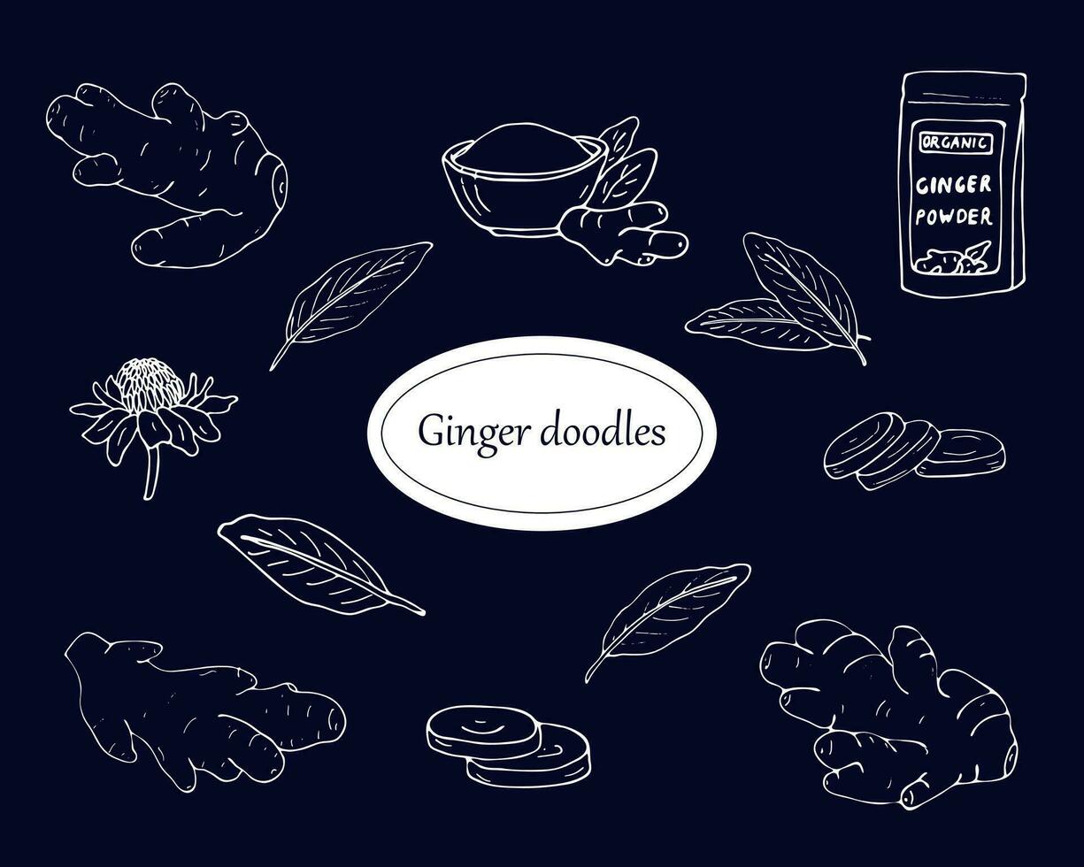 Hand-drawn ginger doodles, Ginger root, flower, leaves, powder, and sliced pieces isolated in blue background vector