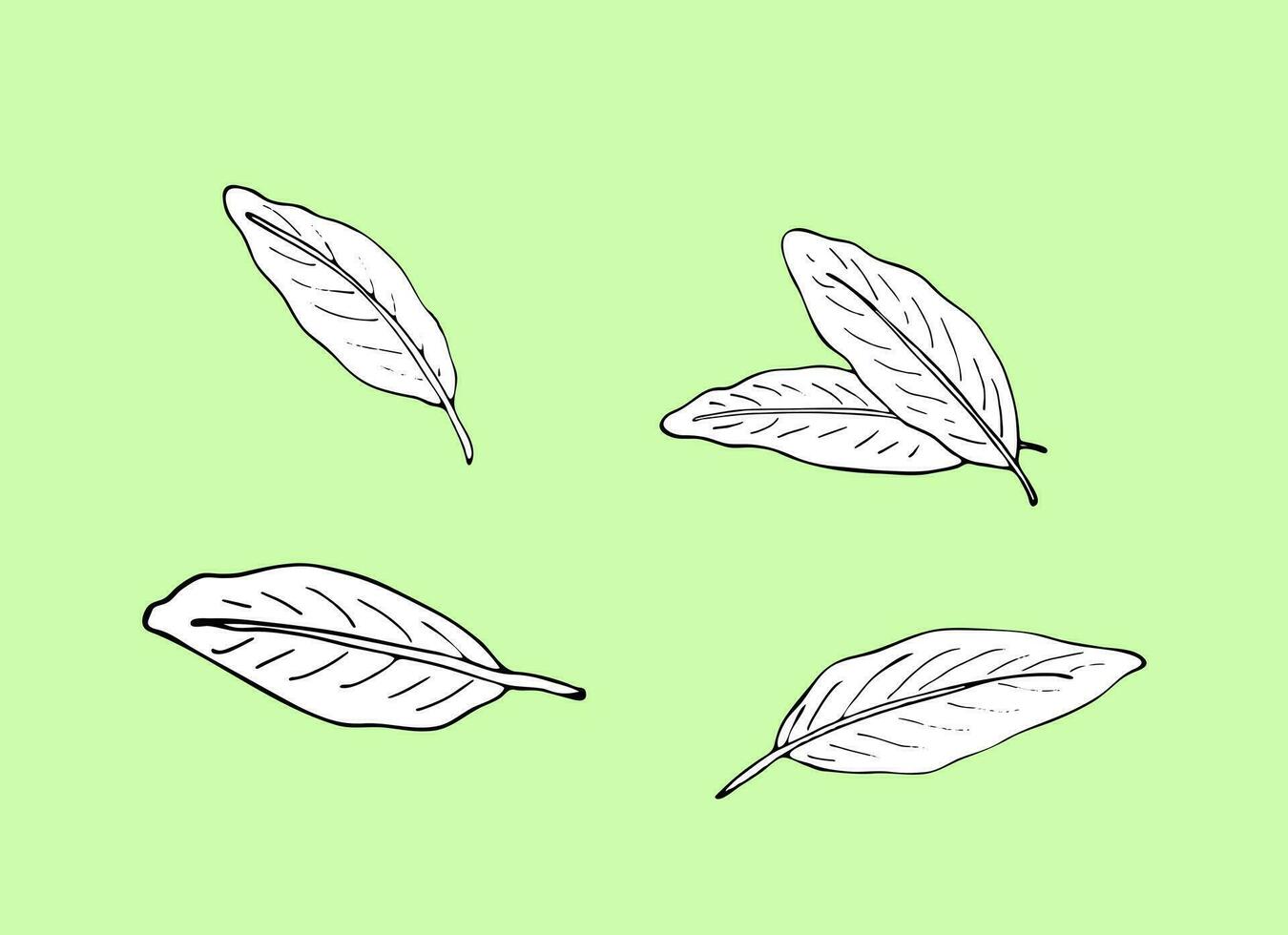 Ginger leaf set in hand-drawn sketch style, vector illustration isolated on a light background.