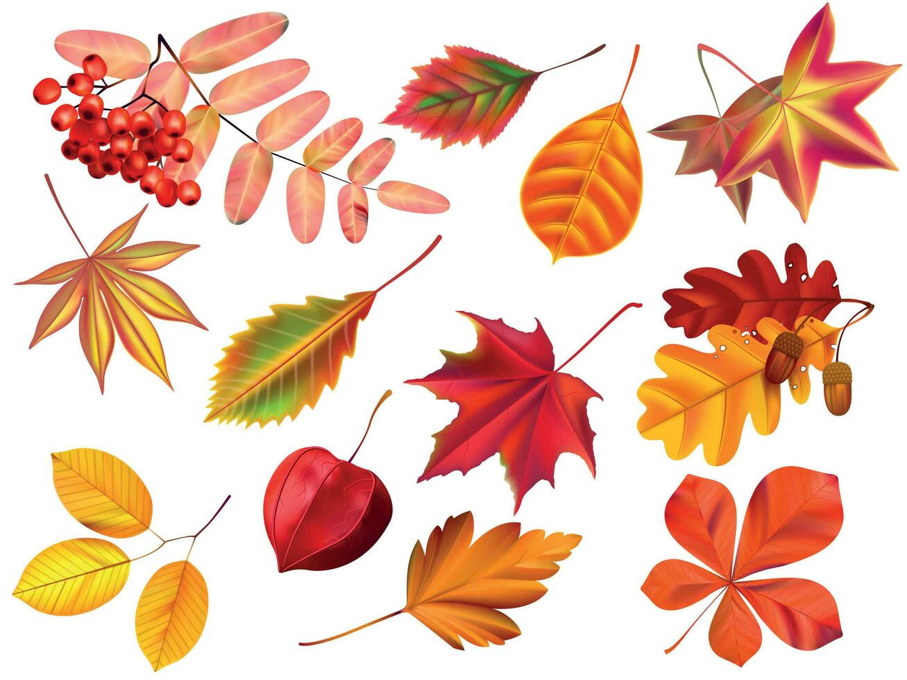 Color autumn leaves. Fallen leaves, colored dry leaf and yellow leaves realistic vector set